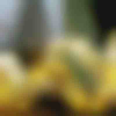 Shiriti i ndriçuar i Krishtlindjeve (500 cm) | SHINESTRAP