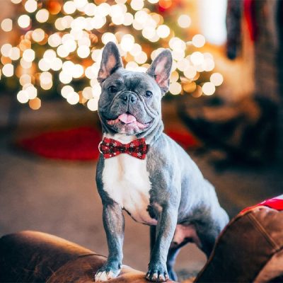 Kollare për qen me motiv dëbore | DOGICOLLAR